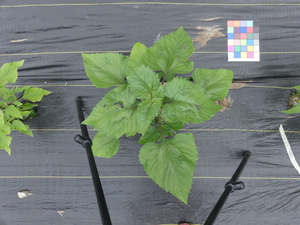 planttop