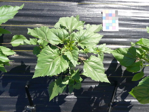 planttop