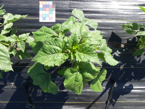 planttop