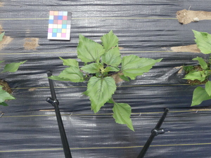 planttop