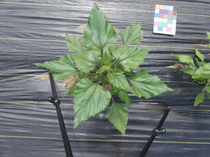 planttop