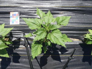 planttop