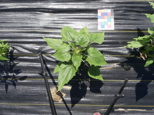 planttop