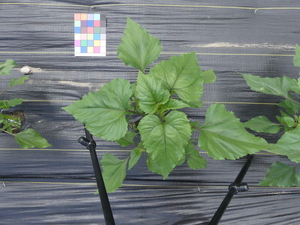 planttop