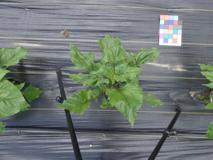 planttop