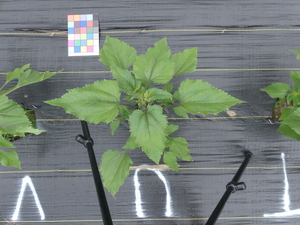 planttop
