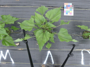 planttop