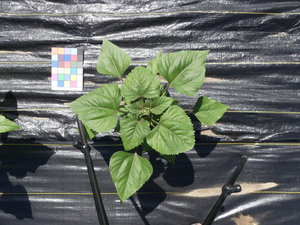 planttop