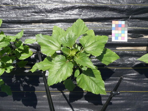 planttop