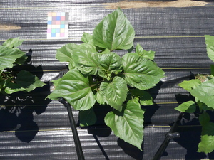 planttop