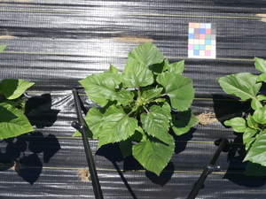 planttop
