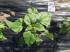 planttop