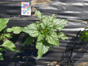 planttop