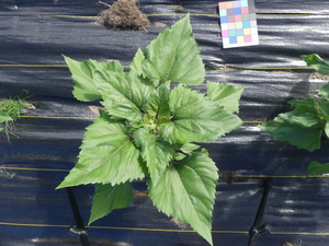 planttop
