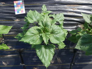 planttop