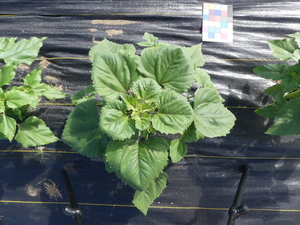 planttop