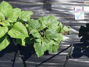 planttop
