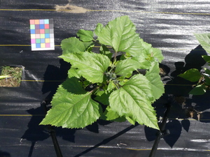 planttop