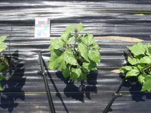 planttop