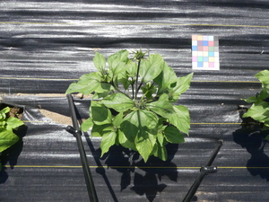 planttop