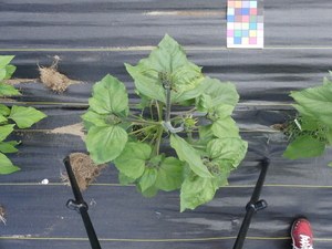 planttop