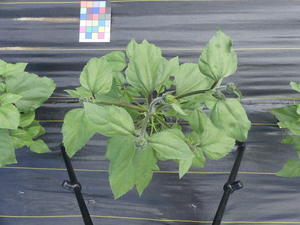 planttop