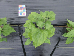 planttop