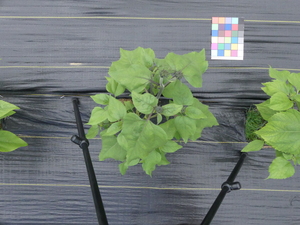 planttop