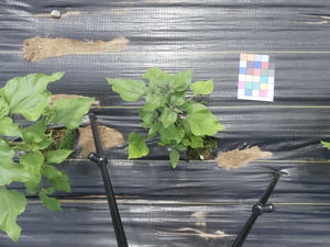 planttop