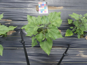 planttop