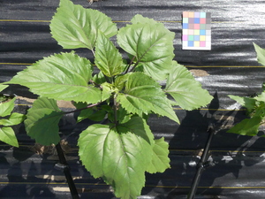 planttop