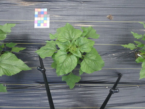 planttop