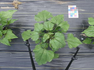 planttop