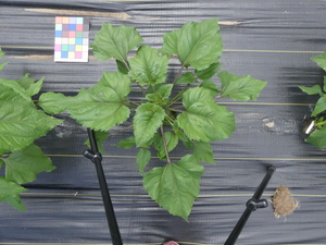 planttop