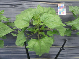 planttop
