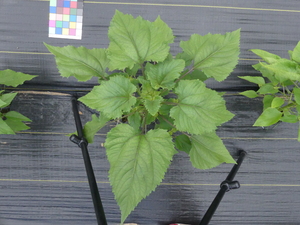 planttop