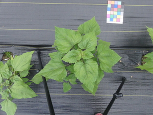planttop
