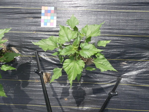 planttop