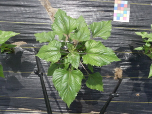 planttop