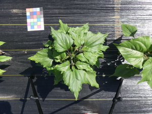 planttop