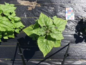 planttop