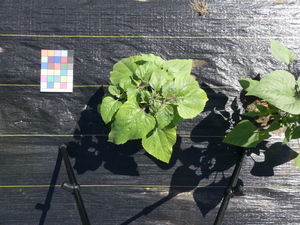 planttop