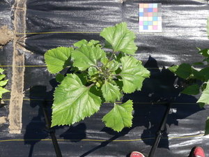 planttop