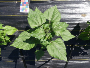 planttop