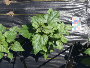 planttop