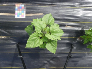 planttop