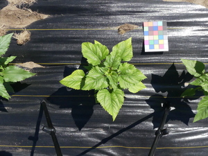 planttop