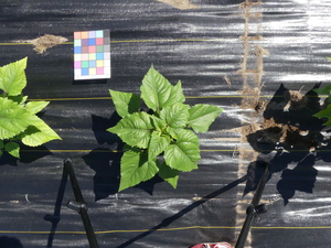 planttop