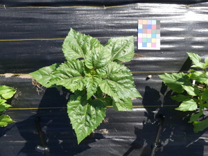 planttop