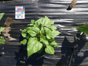 planttop